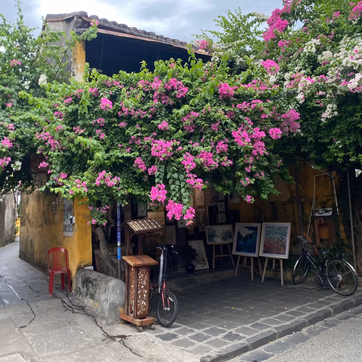 Loài hoa giản dị, thân thuộc ấy bất ngờ trở thành điểm nhấn khiến du khách – đặc biệt là các bạn trẻ – mê mẩn check-in, lưu giữ những khoảnh khắc đẹp ở miền di sản. Ảnh Bùi Huy Khang