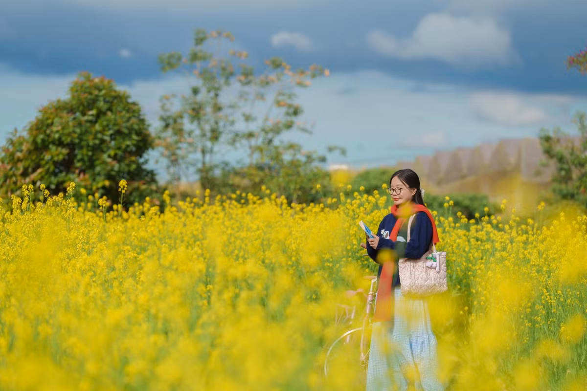 Hoa cải ở Đà Lạt vốn được trồng với mục đích lấy hạt giống và tinh dầu, tập trung chủ yếu ở những vùng ngoại ô yên bình. Thế nhưng khi mùa hoa nở rộ, nơi đây nhanh chóng trở thành điểm hẹn của du khách, đặc biệt là các bạn trẻ yêu thích chụp ảnh và trải nghiệm không gian đồng quê.