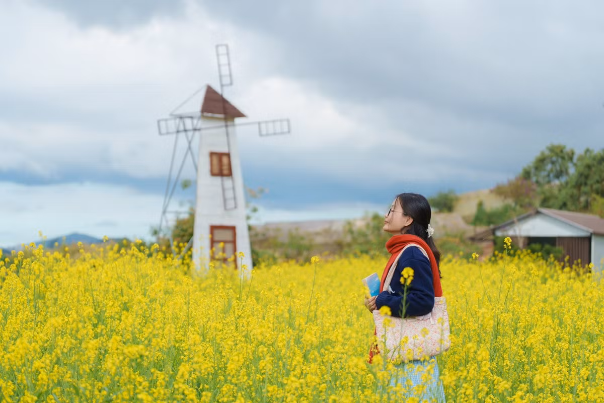 Trong tiết trời se lạnh đặc trưng, ánh nắng nhẹ đầu ngày khẽ chạm vào từng chùm hoa nhỏ li ti, khiến cả không gian như bừng sáng. Từng luống cải vàng vươn cao, đan xen nhau tạo thành “biển hoa” rộng lớn, nổi bật trên nền trời xanh và những triền đồi xa xa.