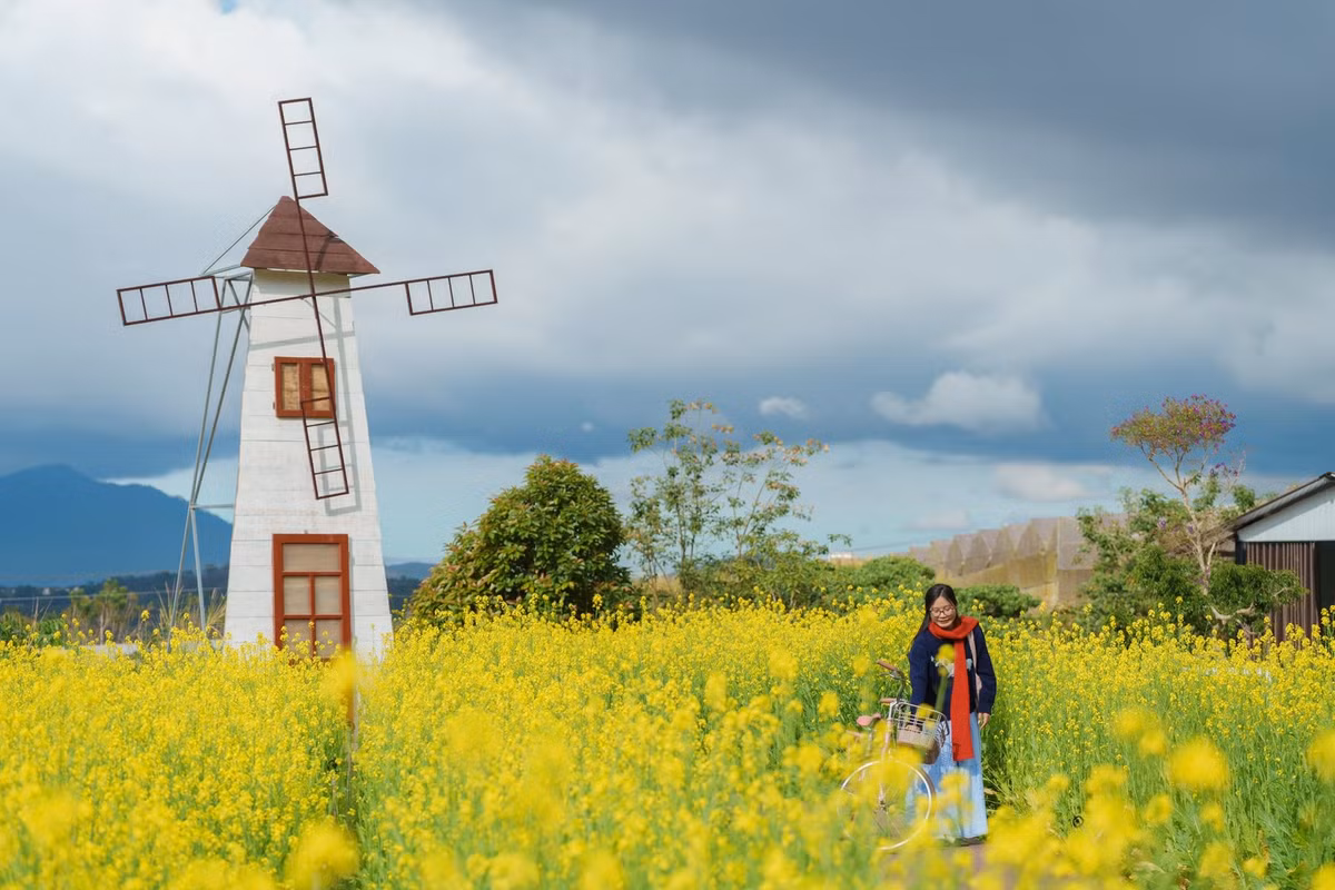 Từng luống cải vàng vươn cao, đan xen nhau tạo thành “biển hoa” rộng lớn, nổi bật trên nền trời xanh và những triền đồi xa xa.