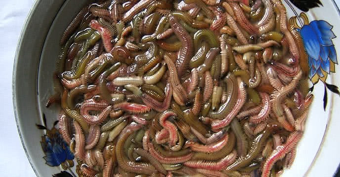 Từ thứ đặc sản khiến nhiều người “ngại thử”, rươi qua bàn tay khéo léo của người Hải Phòng đã trở thành nguyên liệu cho nhiều món ăn đặc sắc. Ảnh Mytour