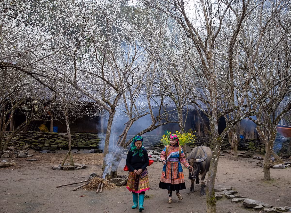 Du khách có thể khám phá các bản làng Tả Van, Cát Cát hay Y Linh Hồ, thưởng thức thắng cố, lẩu cá hồi hay nhâm nhi trà nóng, ngắm mây trôi lững lờ giữa không gian núi rừng. Ảnh Vietnamtourism