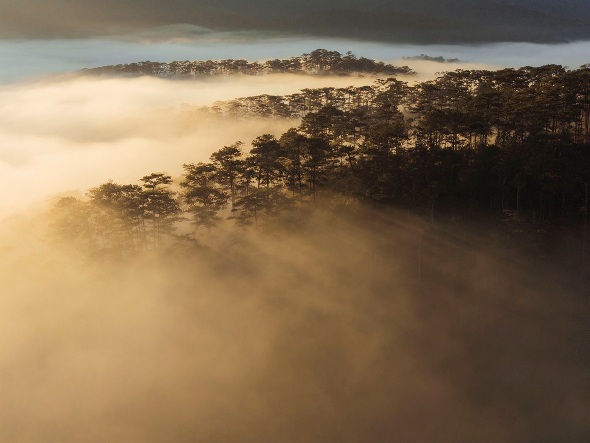 Không chỉ có biển mây, nơi đây còn gây ấn tượng bởi những cánh rừng thông ngút ngàn trải dài trên các sườn đồi. Vào mùa xuân, hoa anh đào nở rộ, nhuộm hồng một góc trời, tạo nên bức tranh vừa hùng vĩ vừa lãng mạn. Những ai yêu thích trekking có thể men theo các lối mòn nhỏ xuyên rừng, tận hưởng bầu không khí trong lành và sự tĩnh lặng hiếm có.