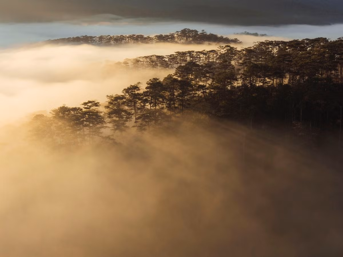 Không chỉ có biển mây, nơi đây còn gây ấn tượng bởi những cánh rừng thông ngút ngàn trải dài trên các sườn đồi. Vào mùa xuân, hoa anh đào nở rộ, nhuộm hồng một góc trời, tạo nên bức tranh vừa hùng vĩ vừa lãng mạn. Những ai yêu thích trekking có thể men theo các lối mòn nhỏ xuyên rừng, tận hưởng bầu không khí trong lành và sự tĩnh lặng hiếm có.