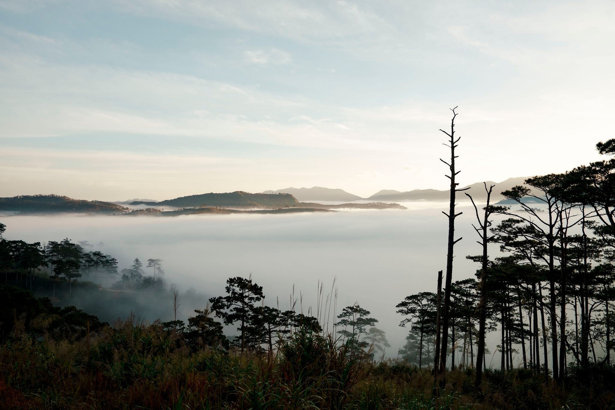 Theo chia sẻ của những người săn mây thành công tại nơi đây, khoảnh khắc đẹp nhất thường đến vào khoảng 5h30 đến 7h sáng. Khi những tia nắng đầu tiên xuyên qua rừng thông, ánh sáng vàng rót xuống lớp sương mỏng, tạo thành những vệt sáng lung linh giữa không gian tĩnh lặng.
