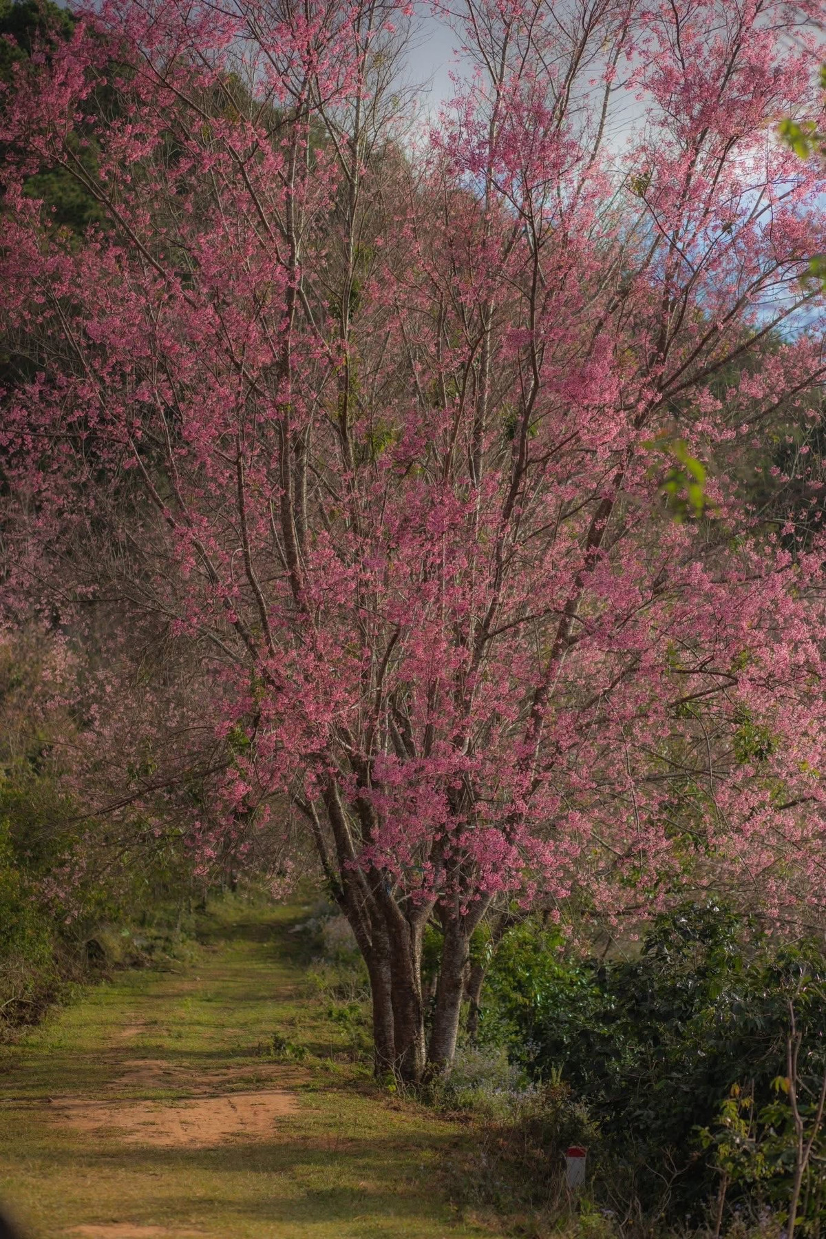 Du khách có thể thong thả dạo trên những con đường mòn quanh co, hít thở không khí trong lành và tận hưởng cảm giác bình yên. Không gian rộng, thoáng và còn khá nguyên sơ, Mộng Đào Nguyên đặc biệt phù hợp cho những bộ ảnh mang phong cách tự nhiên, trong trẻo. Ảnh Phạm Kim Nhân