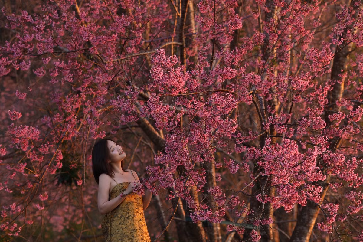 Mỗi độ hoa nở, Mộng Đào Nguyên như khoác lên mình tấm áo hồng mơ màng. Những tán cây cao vươn mình giữa nền trời trong xanh, cánh hoa mỏng rung rinh theo gió, tạo nên cảnh sắc vừa hùng vĩ vừa dịu dàng. Ảnh Thuý Hằng