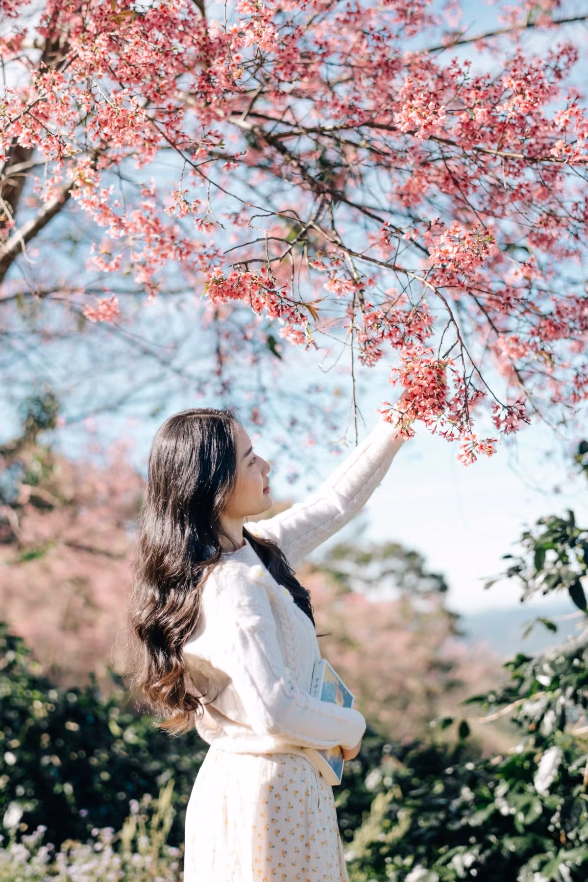 Những khoảnh khắc dừng chân dưới tán mai anh đào, ngắm ánh nắng xuyên qua cánh hoa hồng, trở thành kỷ niệm khó quên. Không gian yên tĩnh cũng thích hợp cho các nhóm bạn, cặp đôi hay những người yêu nhiếp ảnh tìm kiếm cảnh sắc đặc biệt để sáng tạo. Ảnh Mei Lương