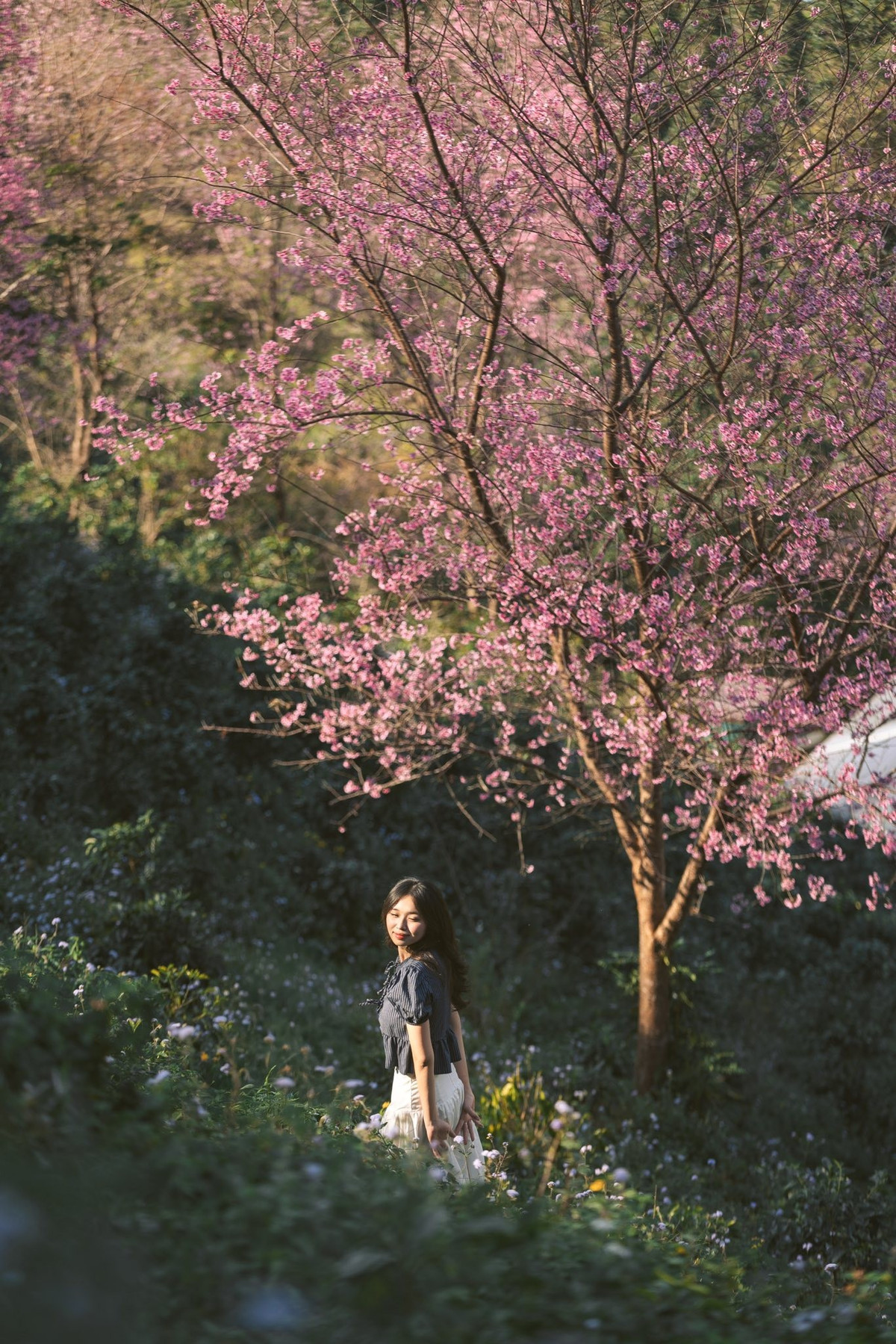 Thời điểm lý tưởng để ghé thăm là trước 9 giờ sáng hoặc sau 14 giờ chiều, khi ánh nắng nhẹ và nghiêng, giúp hoa và cảnh vật lên hình đẹp nhất. Ảnh Hậu Nguyễn