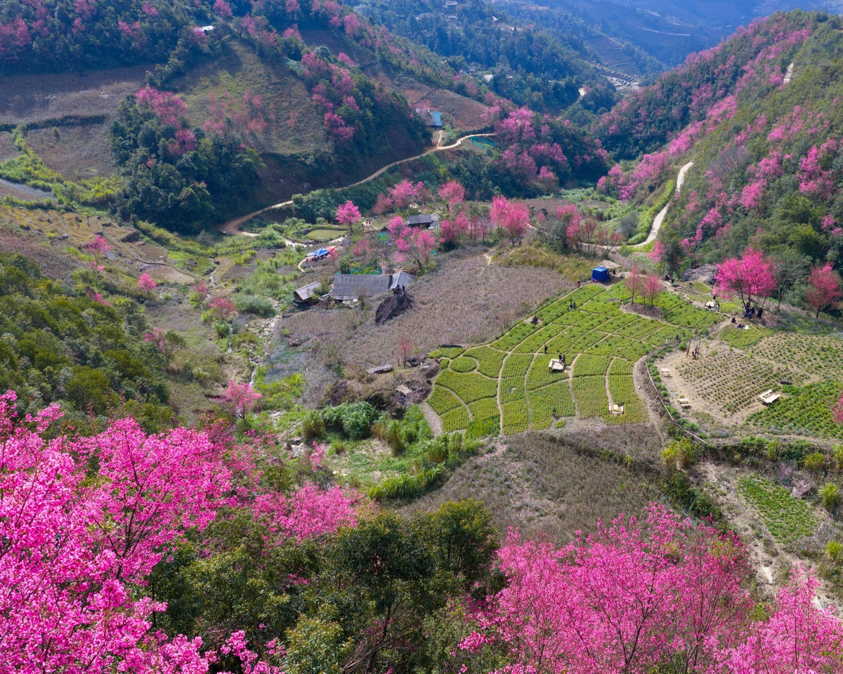 Giữa trùng điệp núi non, loài hoa rừng mảnh mai vươn mình khoe sắc, tạo nên bức tranh thiên nhiên nhiều lớp màu, vừa nguyên sơ, vừa ấm áp. Ảnh Vua Ăn Mày