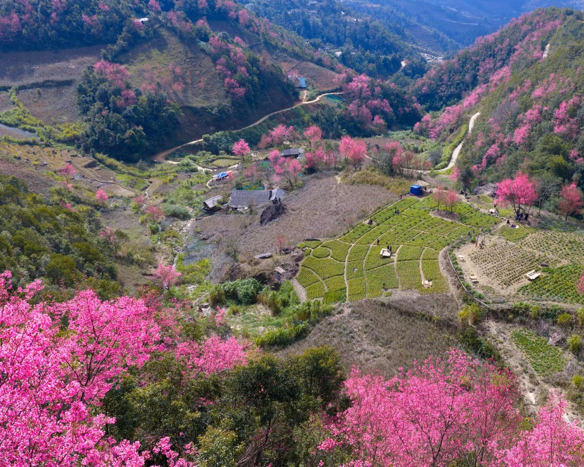 Giữa trùng điệp núi non, loài hoa rừng mảnh mai vươn mình khoe sắc, tạo nên bức tranh thiên nhiên nhiều lớp màu, vừa nguyên sơ, vừa ấm áp. Ảnh Vua Ăn Mày