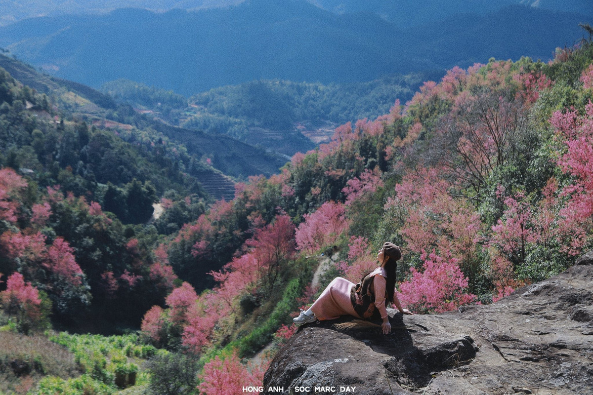 Những cung đường đèo uốn lượn quanh xã Mù Cang Chải (Lào Cai) những ngày này bỗng trở nên mềm mại hơn bởi sắc hồng phớt của hoa Tớ Dày. Ảnh Hong Anh