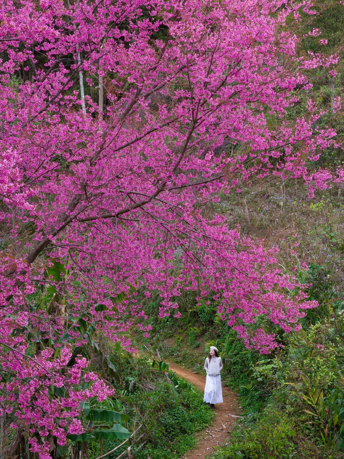 Từ các sườn đồi, ven đường, quanh bản làng cho đến trước hiên nhà người Mông, những chùm hoa nhỏ xinh nở dày, lung linh trong nắng. Ảnh Vua Ăn Mày