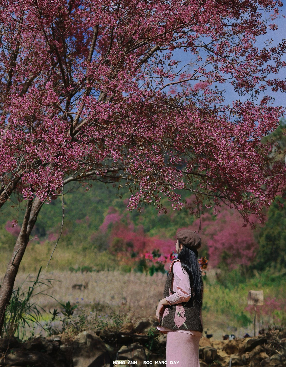 Nhiều du khách chia sẻ sự ngỡ ngàng khi lần đầu bắt gặp hoa Tớ Dày. Không rực rỡ như hoa đào, cũng không kiêu sa như hoa mận, Tớ Dày mang vẻ đẹp giản dị, mộc mạc nhưng đủ sức níu chân người lữ khách. Những chùm hoa hồng phấn đung đưa trong gió núi, tạo cảm giác yên bình, thư thái giữa đại ngàn. Ảnh Hong Anh