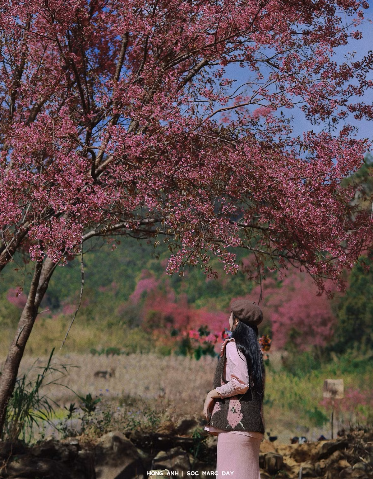 Nhiều du khách chia sẻ sự ngỡ ngàng khi lần đầu bắt gặp hoa Tớ Dày. Không rực rỡ như hoa đào, cũng không kiêu sa như hoa mận, Tớ Dày mang vẻ đẹp giản dị, mộc mạc nhưng đủ sức níu chân người lữ khách. Những chùm hoa hồng phấn đung đưa trong gió núi, tạo cảm giác yên bình, thư thái giữa đại ngàn. Ảnh Hong Anh