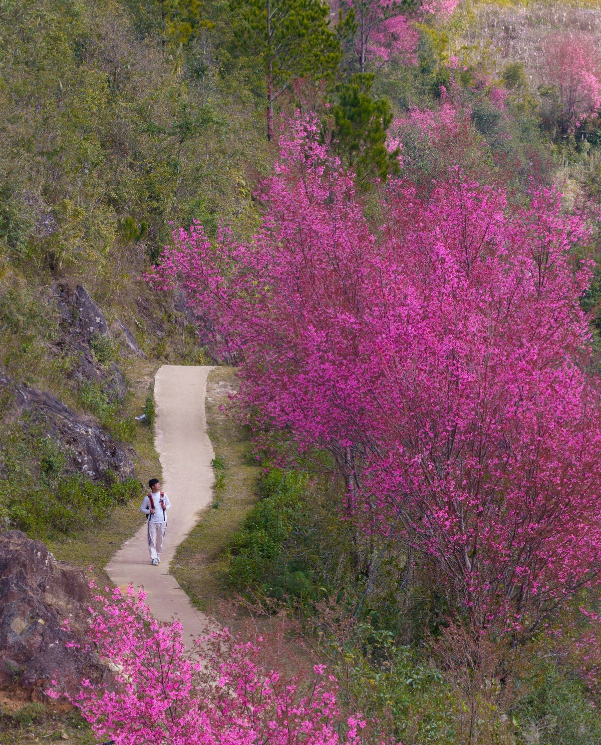 Những năm gần đây, mùa hoa Tớ Dày đã trở thành sản phẩm du lịch đặc trưng của Mù Cang Chải. Địa phương tổ chức lễ hội hoa Tớ Dày thường niên, kết hợp các hoạt động văn hóa bản địa, thu hút đông đảo du khách và nhiếp ảnh gia tìm đến. Nhờ đó, đời sống người dân từng bước được cải thiện, đồng thời góp phần gìn giữ bản sắc văn hóa vùng cao. Ảnh Vua Ăn Mày