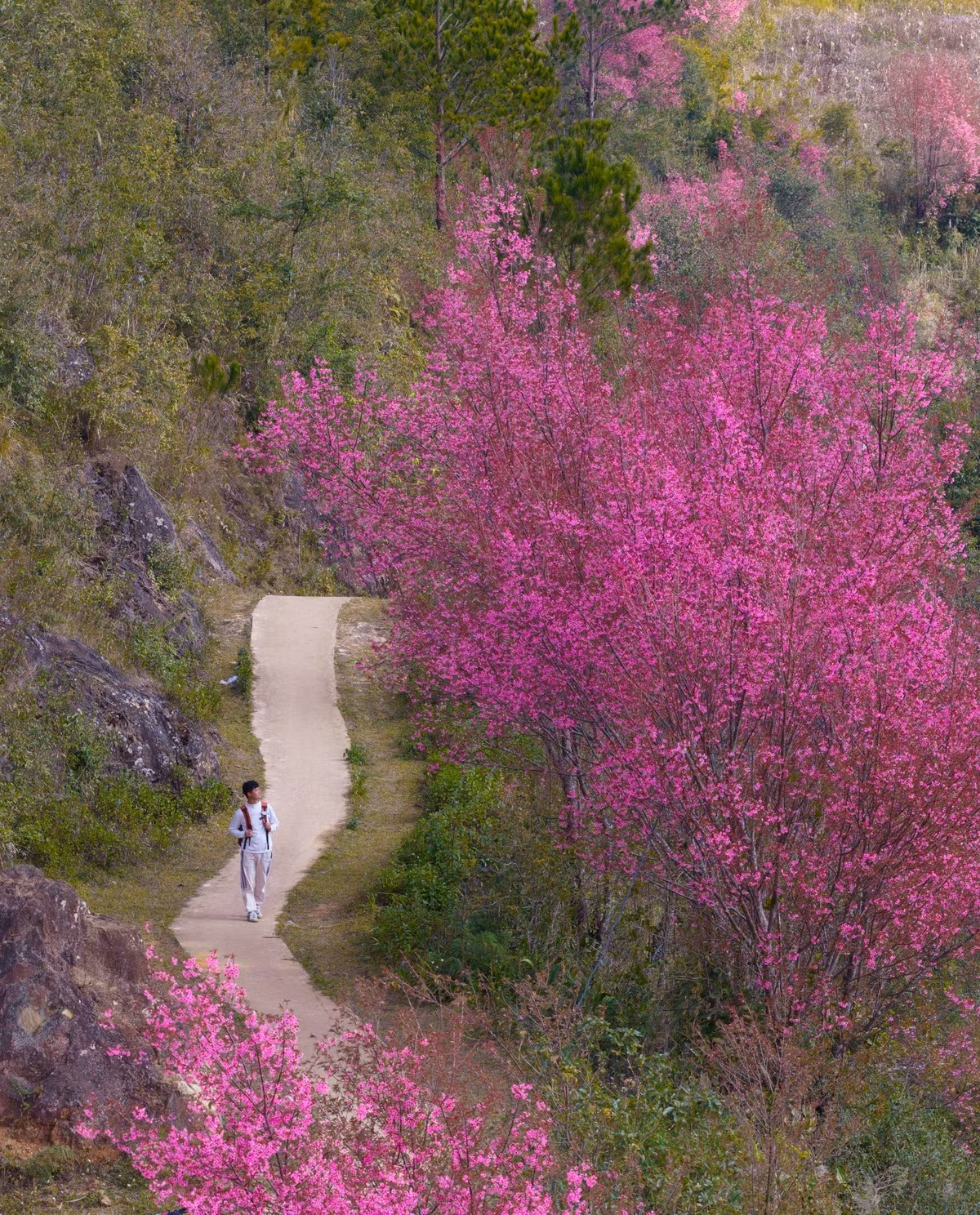 Những năm gần đây, mùa hoa Tớ Dày đã trở thành sản phẩm du lịch đặc trưng của Mù Cang Chải. Địa phương tổ chức lễ hội hoa Tớ Dày thường niên, kết hợp các hoạt động văn hóa bản địa, thu hút đông đảo du khách và nhiếp ảnh gia tìm đến. Nhờ đó, đời sống người dân từng bước được cải thiện, đồng thời góp phần gìn giữ bản sắc văn hóa vùng cao. Ảnh Vua Ăn Mày