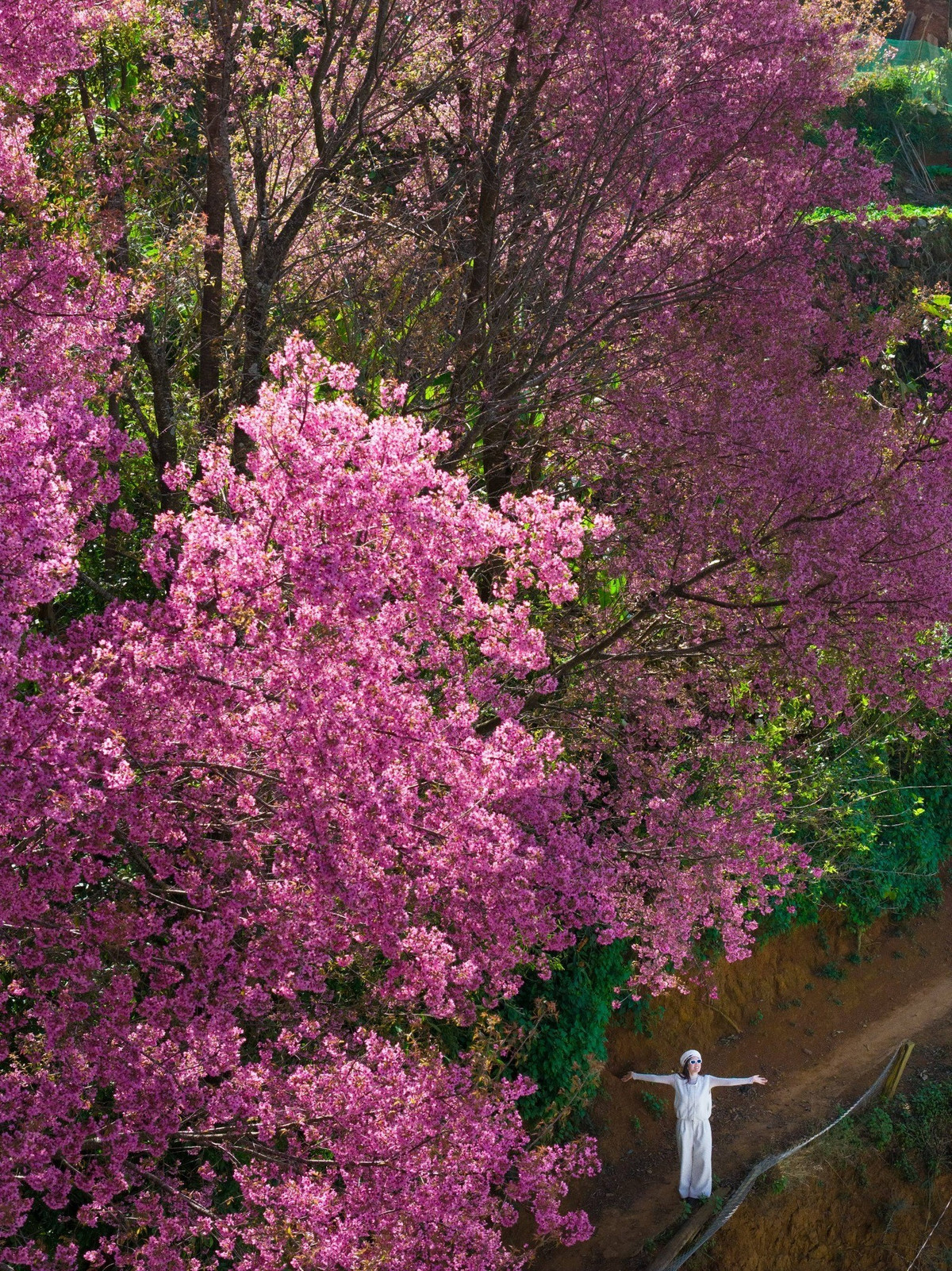 Khi hoa nở, đó cũng là dấu hiệu báo hiệu mùa xuân đang về, mở ra một vụ mùa mới với nhiều hy vọng. Ảnh Vua Ăn Mày