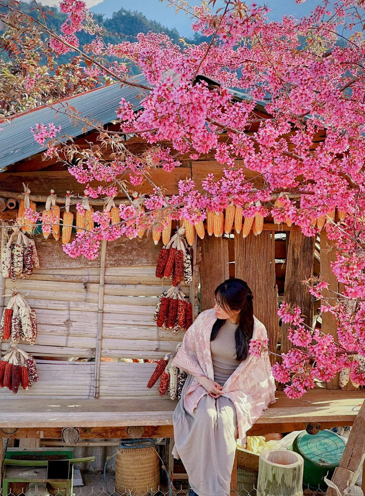 Đến các thôn, bản của xã Mù Cang Chải thời điểm này, du khách không chỉ được chiêm ngưỡng cảnh núi non hùng vĩ, ruộng bậc thang tầng tầng lớp lớp vươn lên lưng trời, mà còn được đắm mình trong vẻ đẹp thuần khiết của hoa Tớ Dày – loài hoa gắn bó với đời sống của bao thế hệ người Mông nơi đây. Ảnh Thuỳ Trang