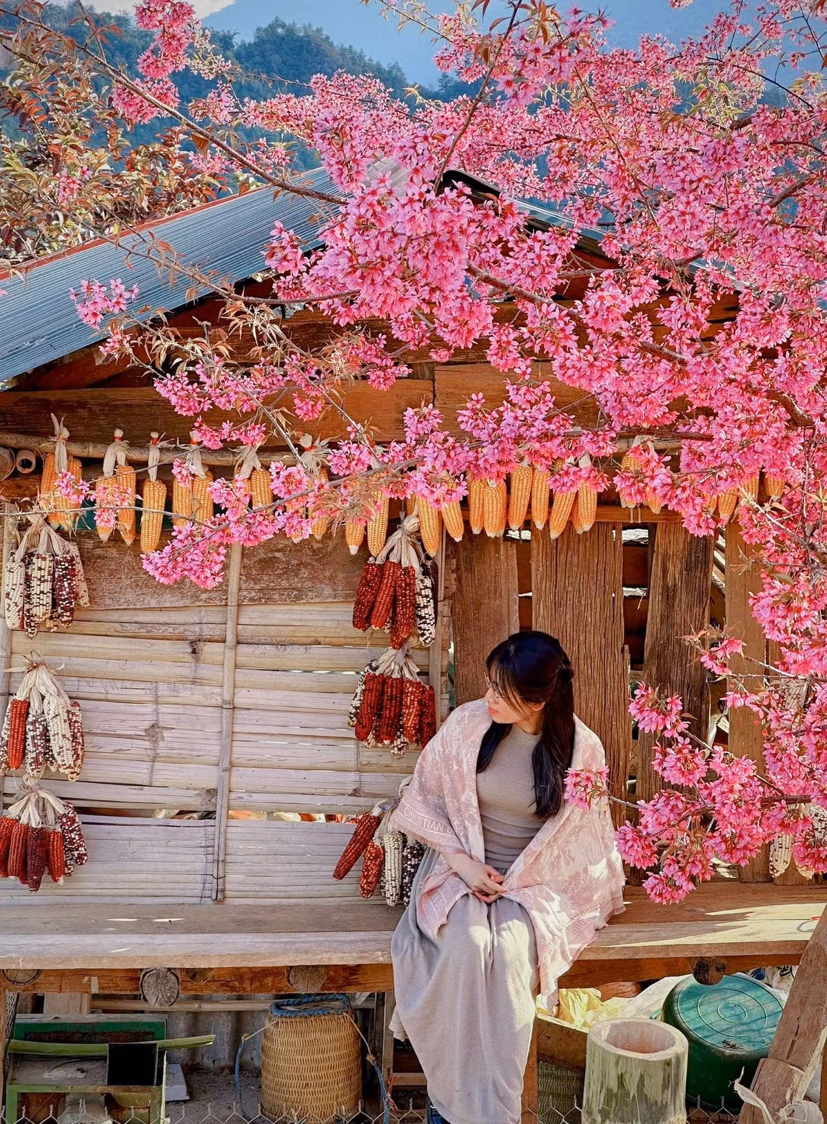 Đến các thôn, bản của xã Mù Cang Chải thời điểm này, du khách không chỉ được chiêm ngưỡng cảnh núi non hùng vĩ, ruộng bậc thang tầng tầng lớp lớp vươn lên lưng trời, mà còn được đắm mình trong vẻ đẹp thuần khiết của hoa Tớ Dày – loài hoa gắn bó với đời sống của bao thế hệ người Mông nơi đây. Ảnh Thuỳ Trang