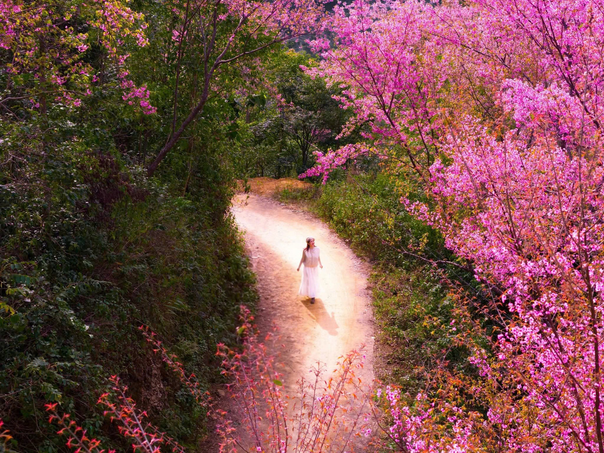 Với người dân địa phương, hoa Tớ Dày không chỉ là loài cây làm đẹp cho bản làng. Cây thường được trồng quanh nhà, ven nương rẫy, vừa tạo bóng mát, vừa có tác dụng phòng hộ, phủ xanh đất trống đồi núi trọc