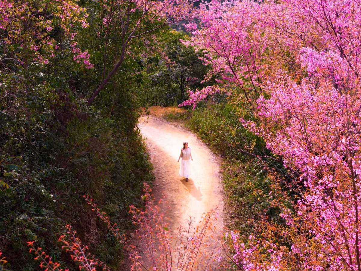 Với người dân địa phương, hoa Tớ Dày không chỉ là loài cây làm đẹp cho bản làng. Cây thường được trồng quanh nhà, ven nương rẫy, vừa tạo bóng mát, vừa có tác dụng phòng hộ, phủ xanh đất trống đồi núi trọc