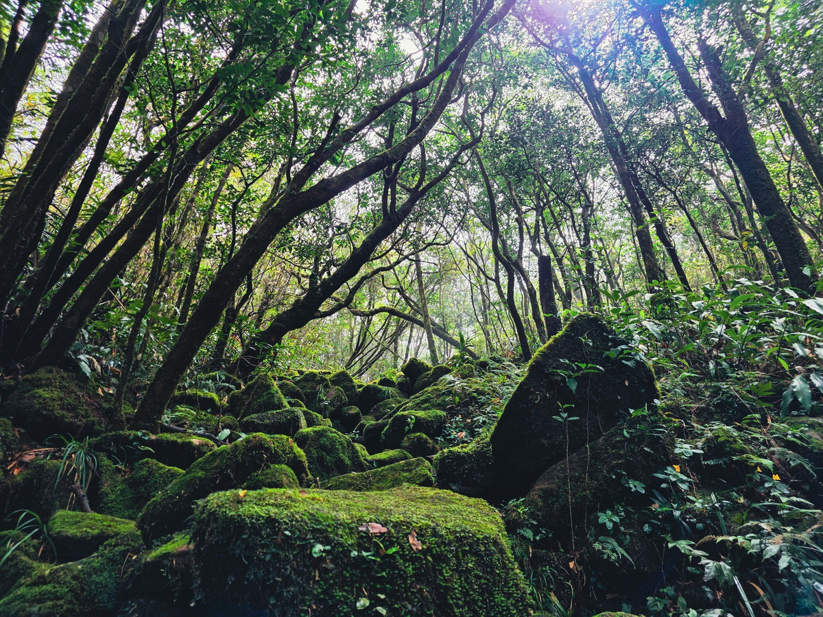 Những điểm dừng quen thuộc như Đá Lúc Lắc, thác Pa Thiên hay Bãi Đá Mới cũng mang một vẻ đẹp rất khác vào mùa Xuân. Đá Lúc Lắc trầm mặc giữa rừng hoàng đàn cổ thụ, rêu xanh phủ kín, như một bức tượng điêu khắc được thời gian mài giũa. Dòng thác Pa Thiên sau mùa mưa đầy nước, tung bọt trắng xóa giữa không gian xanh thẳm của núi rừng.