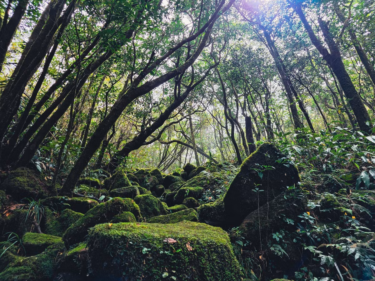 Những điểm dừng quen thuộc như Đá Lúc Lắc, thác Pa Thiên hay Bãi Đá Mới cũng mang một vẻ đẹp rất khác vào mùa Xuân. Đá Lúc Lắc trầm mặc giữa rừng hoàng đàn cổ thụ, rêu xanh phủ kín, như một bức tượng điêu khắc được thời gian mài giũa. Dòng thác Pa Thiên sau mùa mưa đầy nước, tung bọt trắng xóa giữa không gian xanh thẳm của núi rừng.
