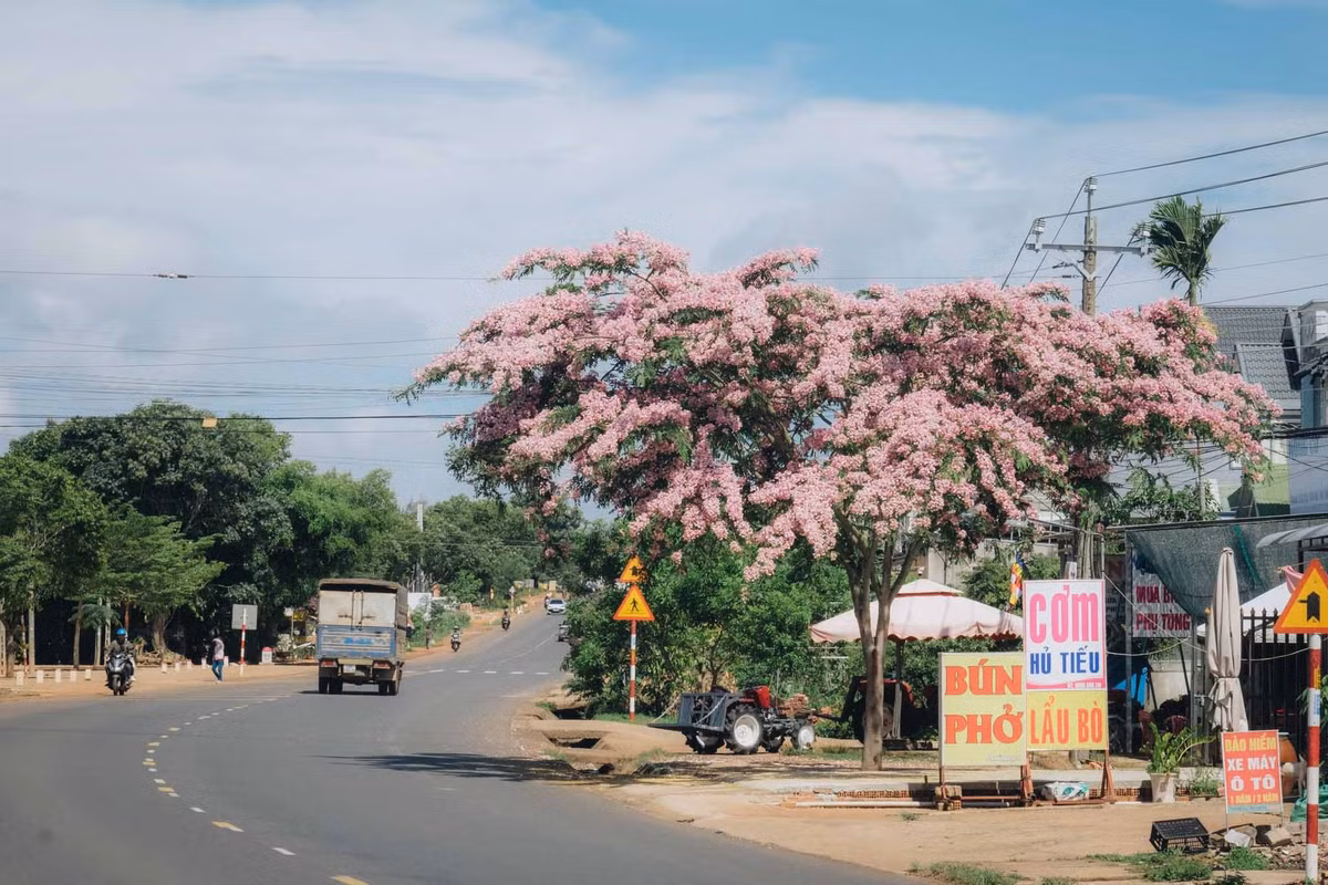 Muồng hoa đào còn được biết đến với nhiều tên gọi khác như muồng hồng đào hay phượng hồng là loài cây thường ra hoa vào mùa hè, cùng thời điểm với phượng vĩ.