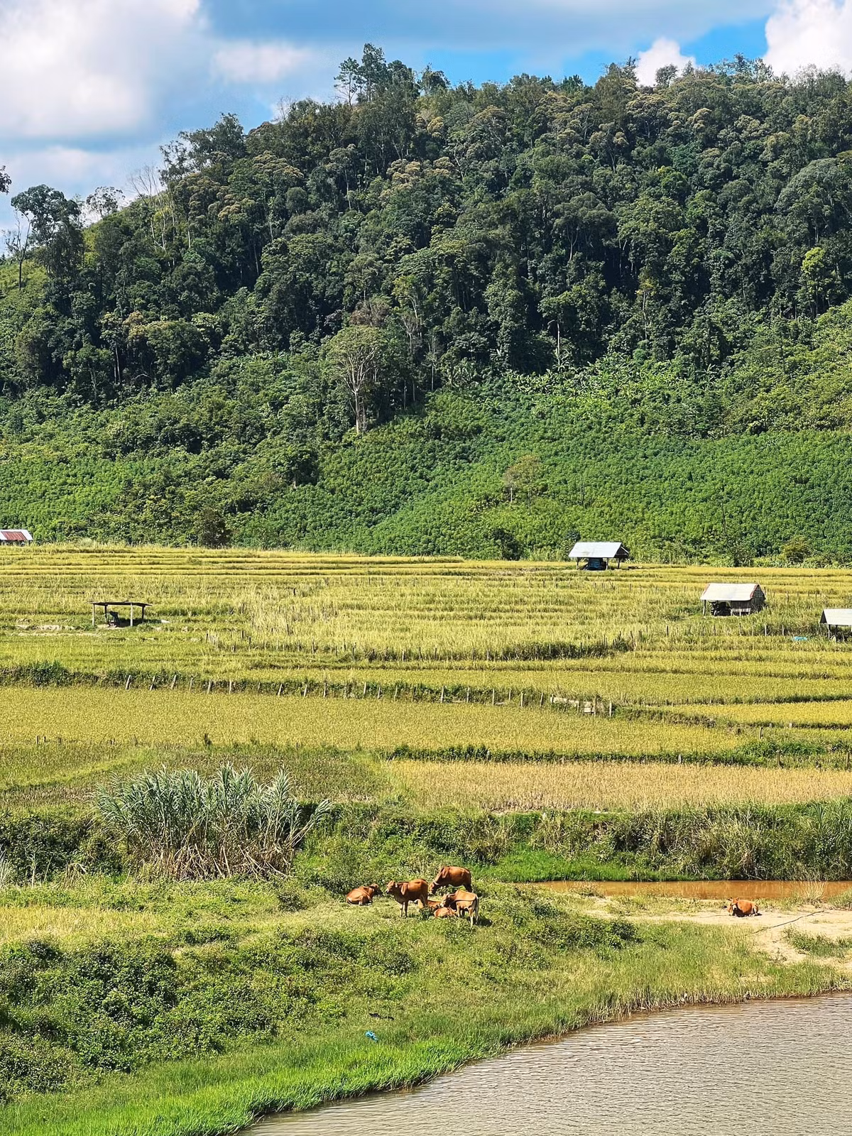 . Mỗi mùa ở Măng Đen lại mang một vẻ riêng: mùa xuân rực rỡ sắc hoa mai anh đào, tháng 2 trắng muốt hoa ban, tháng 3 và 4 lãng mạn với phượng tím nở khắp triền đồi, còn tháng 6 là mùa lúa chín vàng óng dưới nắng. Ảnh Chuyến đi của Tali