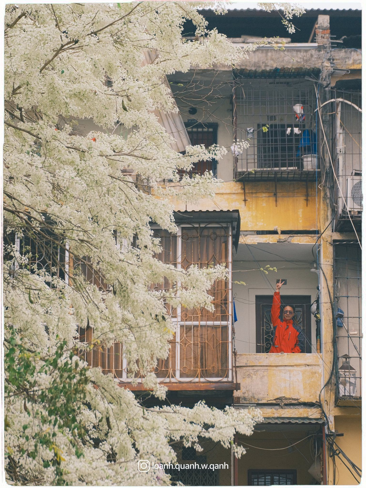 Một số tuyến phố có nhiều hoa sưa nở đẹp có thể kể đến như Phan Đình Phùng, Hoàng Hoa Thám, Điện Biên Phủ, khu vực quanh hồ Giảng Võ hay những con phố nhỏ trong khu tập thể cũ. Ở mỗi nơi, hoa sưa lại mang một vẻ riêng: khi là tán cây cổ thụ phủ kín góc phố, khi lại len lỏi trong những khu nhà cũ nhuốm màu thời gian. Ảnh Loanhquanhwqanh