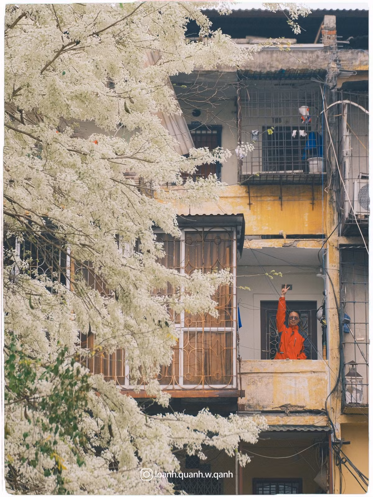 Một số tuyến phố có nhiều hoa sưa nở đẹp có thể kể đến như Phan Đình Phùng, Hoàng Hoa Thám, Điện Biên Phủ, khu vực quanh hồ Giảng Võ hay những con phố nhỏ trong khu tập thể cũ. Ở mỗi nơi, hoa sưa lại mang một vẻ riêng: khi là tán cây cổ thụ phủ kín góc phố, khi lại len lỏi trong những khu nhà cũ nhuốm màu thời gian. Ảnh Loanhquanhwqanh