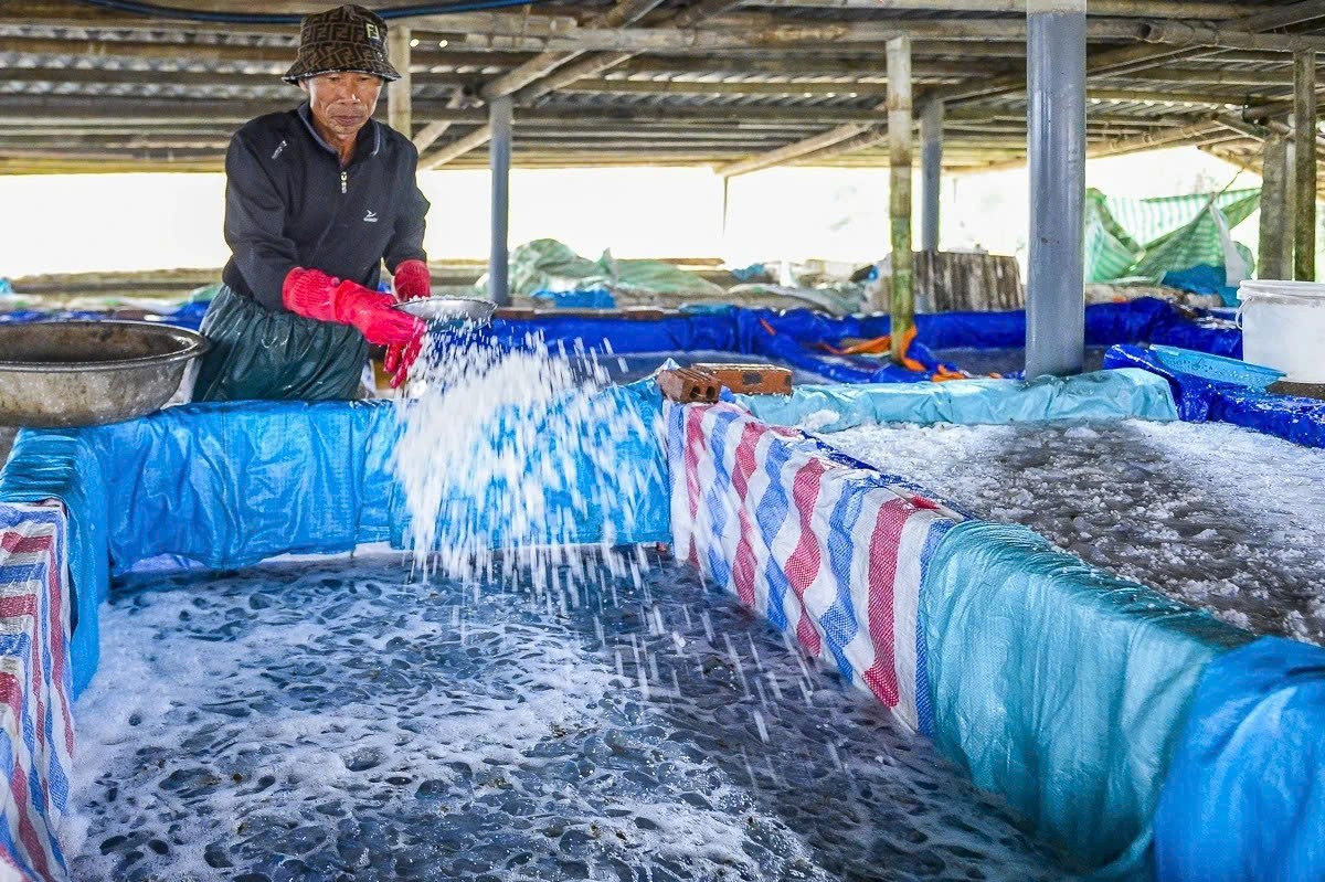 Nhờ nhu cầu tiêu thụ lớn, mùa sứa không chỉ mang lại nguồn thu cho ngư dân mà còn tạo thêm việc làm cho nhiều lao động tại các cơ sở thu mua, chế biến ven biển. Ảnh Báo Thanh Hóa