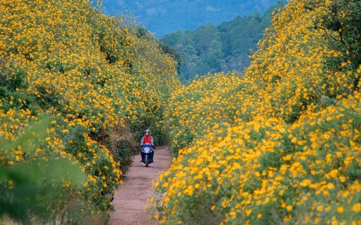 Đừng quên mang theo áo khoác mỏng, nước uống và pin dự phòng – vì mỗi khoảnh khắc ở Chư Đăng Ya đều xứng đáng để lưu giữ mãi trong những bức hình vàng rực của mùa dã quỳ. Ảnh Gia Lai