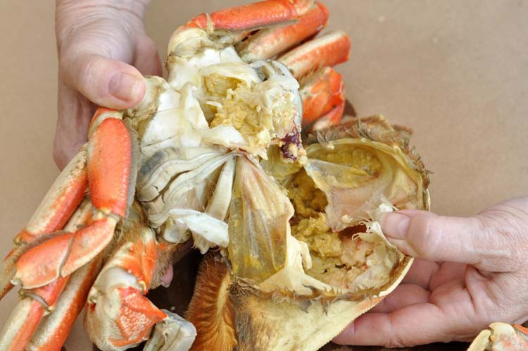 Tiếp đến là ruột cua, một đoạn nhỏ màu đen nối từ dạ dày đến rốn cua. Do tập tính ăn tạp, cua tiêu thụ nhiều loại thức ăn khác nhau như thực vật, tôm cá nhỏ và cả xác động vật dưới đáy nước. Ảnh minh hoạ