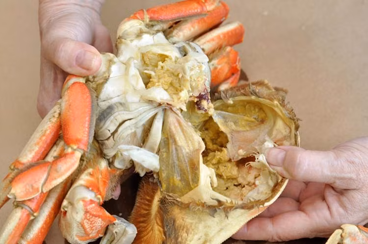 Tiếp đến là ruột cua, một đoạn nhỏ màu đen nối từ dạ dày đến rốn cua. Do tập tính ăn tạp, cua tiêu thụ nhiều loại thức ăn khác nhau như thực vật, tôm cá nhỏ và cả xác động vật dưới đáy nước. Ảnh minh hoạ