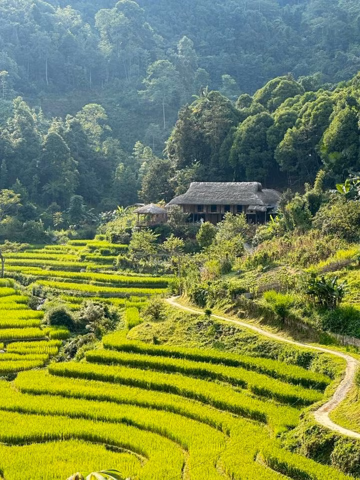 Dọc nương chè, dễ bắt gặp hình ảnh các bà, các chị trong trang phục dân tộc thoăn thoắt hái chè Shan Tuyết – loại chè cổ thụ đặc sản nổi bật của vùng cao Bắc Hà, được sao tay thủ công, cho hương vị chát nhẹ, ngọt hậu. Ảnh im.tthuu