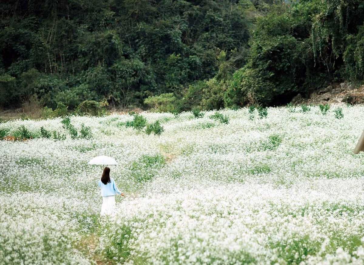 Mỗi điểm đến mang một vẻ đẹp riêng: Nà Ka rộng lớn như biển hoa; bản Áng nên thơ khi hoa cải nép bên rừng thông; còn Mường Sang lại gây ấn tượng bởi những triền đồi thoai thoải phủ trắng. Ảnh Lê Xuân Hải