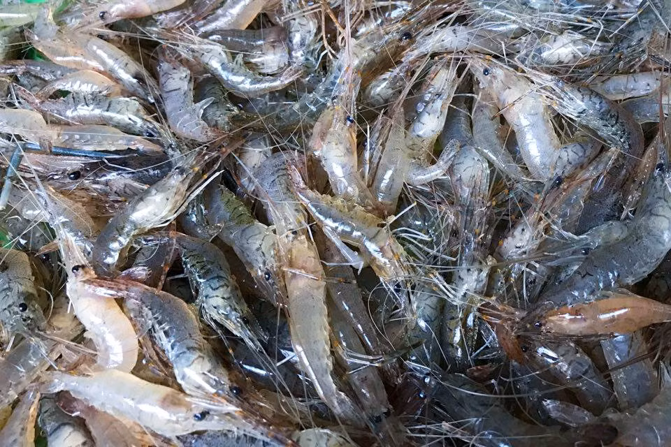 Trong 100g tôm tươi chỉ khoảng 90 calo, chứa hơn 18g protein, ít chất béo và cung cấp nhiều khoáng chất quan trọng như canxi, phốt pho, magie, kali cùng vitamin nhóm B. Ảnh minh họa