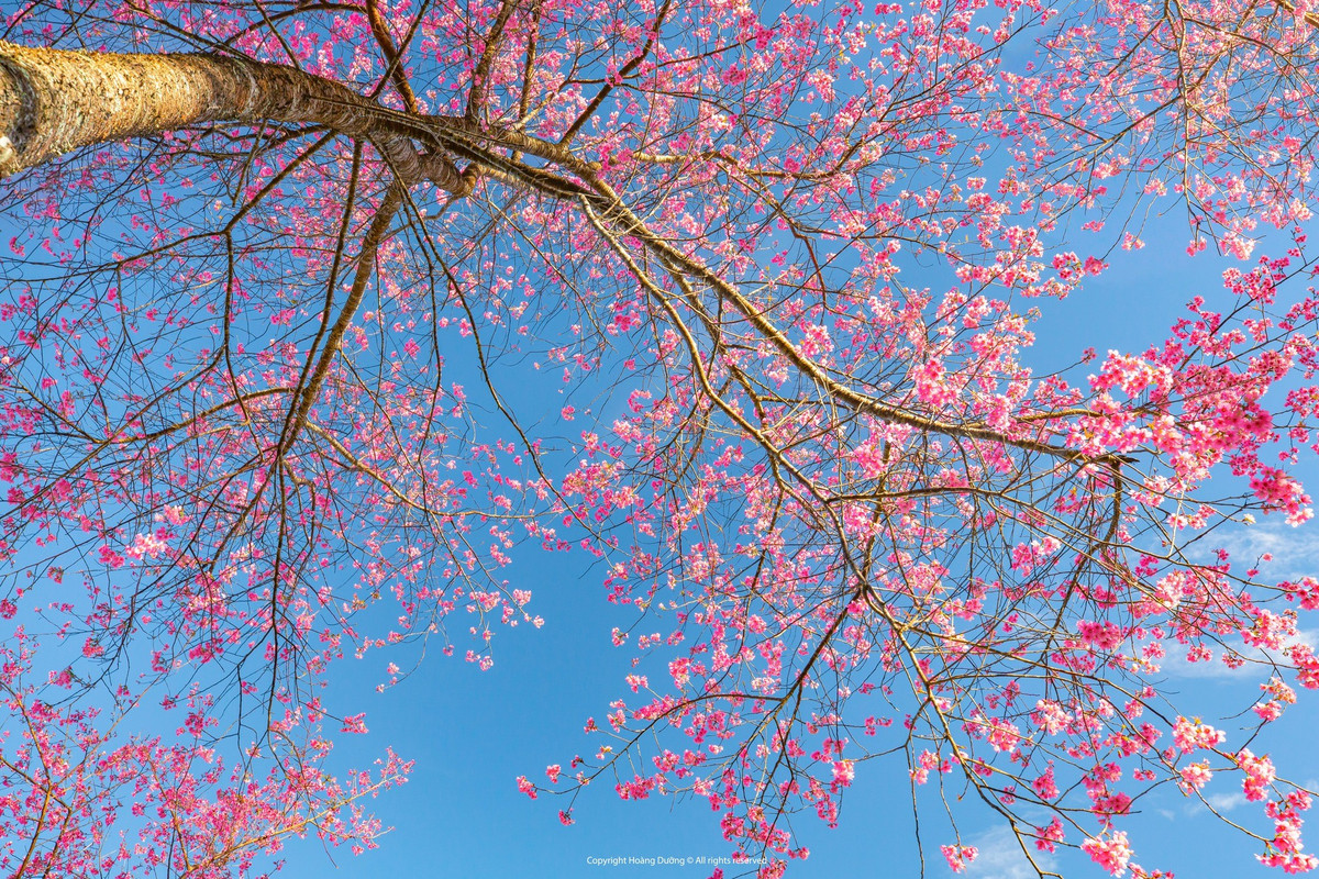 Rời Mộc Châu, hành trình du xuân tiếp tục đưa du khách đến Sa Pa, nơi mùa xuân về trong làn sương mỏng và cái lạnh dịu nhẹ đặc trưng. Những ngày đầu năm, Sa Pa khoác lên mình tấm áo mới với hoa mận trắng và hoa đào phai nở rộ khắp các sườn núi, thung lũng. Từ trung tâm thị trấn, khu Hàm Rồng cho đến những bản làng yên bình như Tả Van, Tả Phìn, sắc xuân hiện diện ở khắp mọi nơi. Ảnh Hoàng Dưỡng