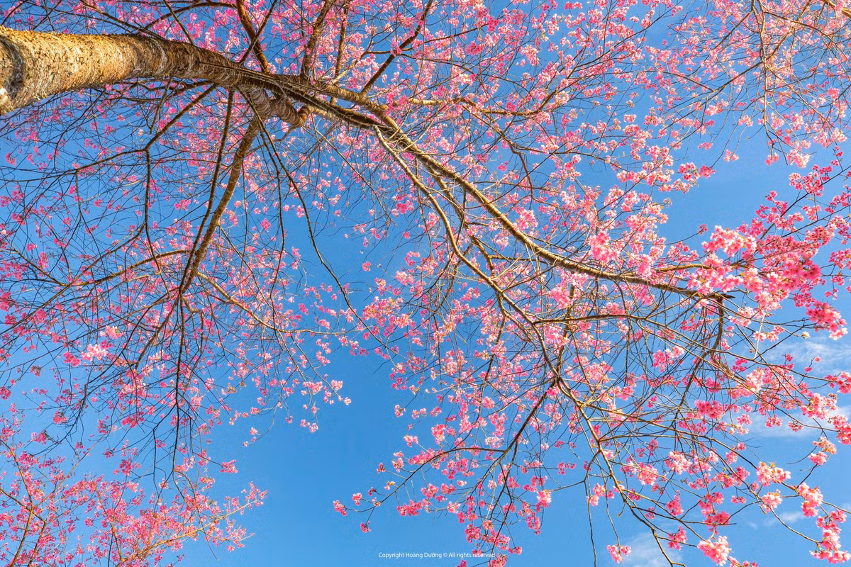 Rời Mộc Châu, hành trình du xuân tiếp tục đưa du khách đến Sa Pa, nơi mùa xuân về trong làn sương mỏng và cái lạnh dịu nhẹ đặc trưng. Những ngày đầu năm, Sa Pa khoác lên mình tấm áo mới với hoa mận trắng và hoa đào phai nở rộ khắp các sườn núi, thung lũng. Từ trung tâm thị trấn, khu Hàm Rồng cho đến những bản làng yên bình như Tả Van, Tả Phìn, sắc xuân hiện diện ở khắp mọi nơi. Ảnh Hoàng Dưỡng