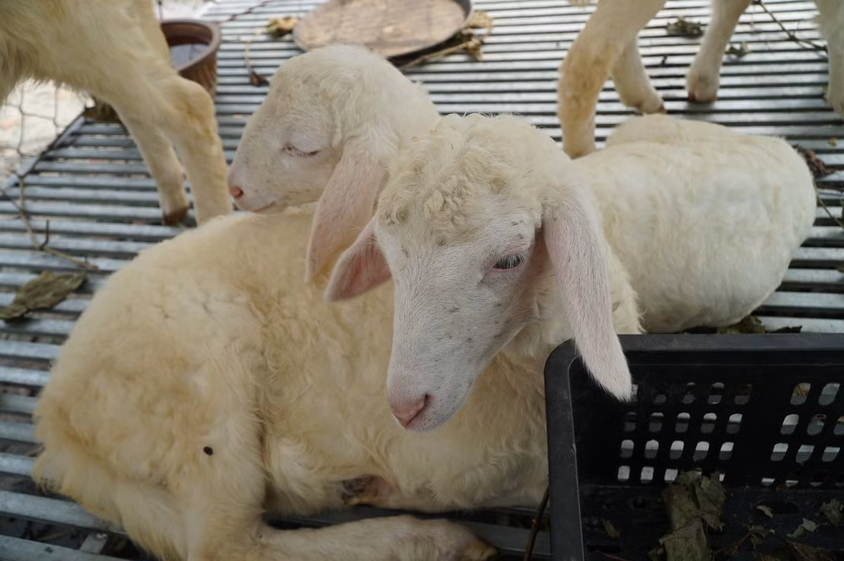 khách. Để tăng trải nghiệm, cả đàn cừu cũng được đưa từ Ninh Thuận vào, tạo thêm điểm nhấn để khách có thể vui chơi, chụp ảnh và cảm nhận không khí trang trại miền Trung ngay tại TP.HCM. Ảnh Báo Tiền Phong