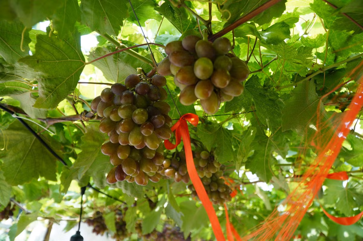 Không gian được thiết kế theo phong cách mở, kết hợp gỗ – dây leo – ánh sáng tự nhiên, tạo cảm giác thư thái. Ảnh Báo Tiền Phong