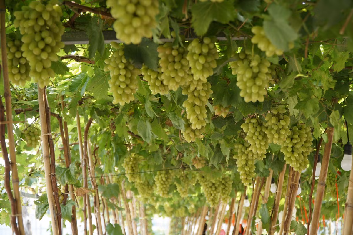 Từng chùm nho xanh – tím đung đưa trên đầu khiến nhiều du khách ngỡ như đang lạc vào một trang trại ở Ninh Thuận. Ảnh Báo Tiền Phong