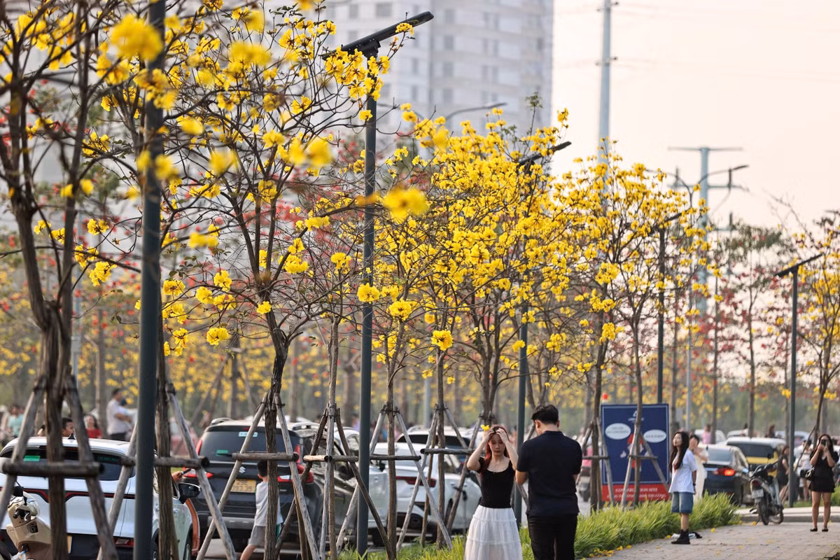 Từ sáng sớm đến chiều muộn, khu vực này luôn nhộn nhịp người qua lại. Nhiều bạn trẻ, gia đình hay các nhóm bạn rủ nhau tới chụp ảnh, tận hưởng không khí mùa xuân. Trên các bãi cỏ và dọc hai bên đường, từng nhóm người kiên nhẫn chờ đến lượt để có được những bức hình ưng ý giữa “biển hoa”.