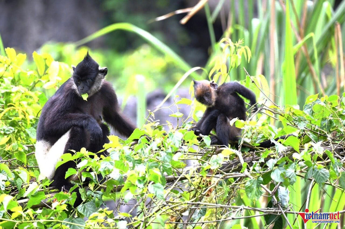 Bên cạnh giá trị cảnh quan, Vân Long còn là khu bảo tồn sinh học quan trọng, nơi sinh sống của hàng trăm loài thực vật, chim và động vật. Đặc biệt, khu vực này được ghi nhận là nơi cư trú của hơn 100 cá thể voọc mông trắng – loài linh trưởng quý hiếm nằm trong Sách đỏ thế giới. Ảnh BaoVietnamnet
