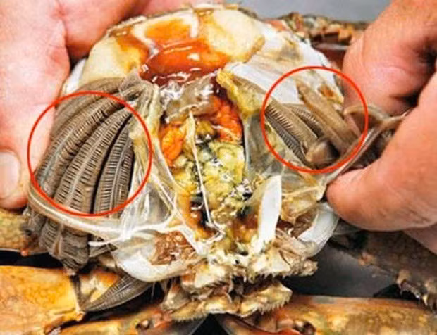 Nếu không làm sạch kỹ, phần mang này có thể chứa mầm bệnh, gây ảnh hưởng đến hệ tiêu hóa, đặc biệt ở những người có sức đề kháng yếu. Vì vậy, trước khi chế biến, nên loại bỏ hoàn toàn phần mang cua để đảm bảo an toàn thực phẩm. Ảnh minh hoạ