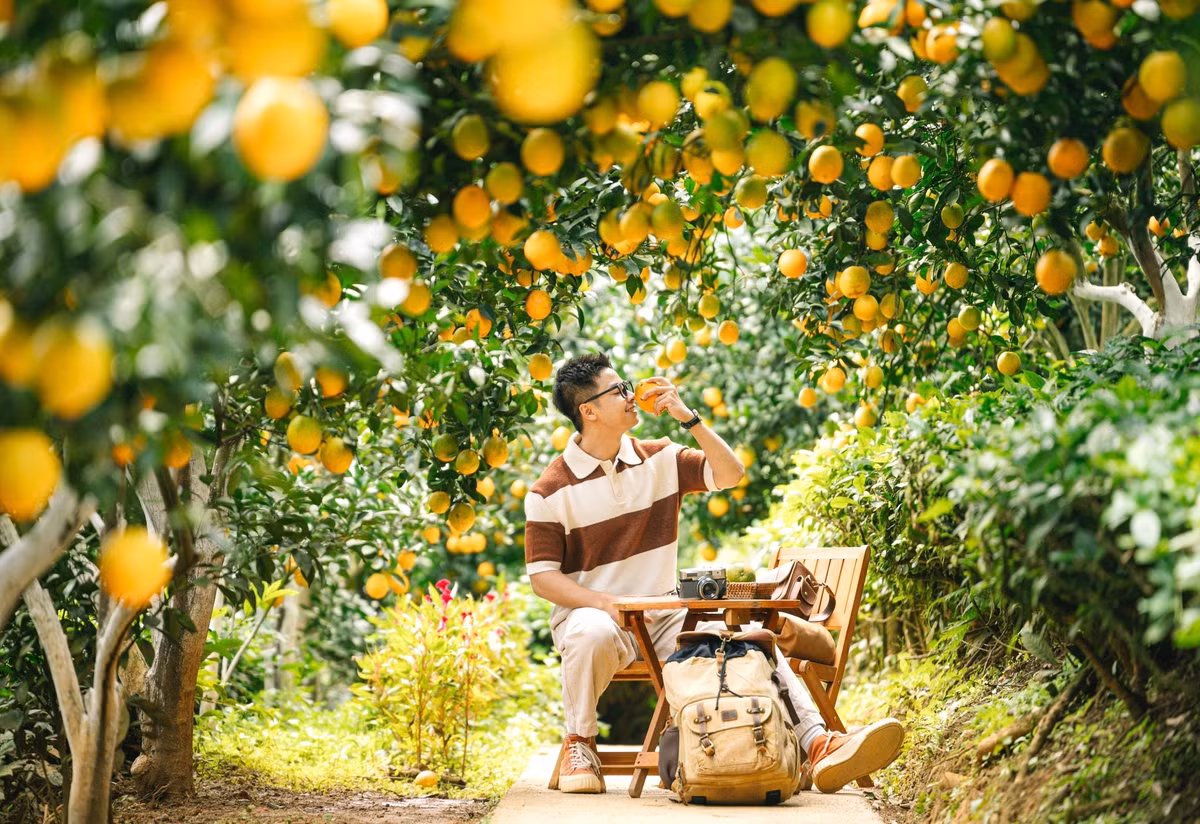 Những trái cam vàng căng mọng đung đưa trên cành, ẩn hiện trong tán lá xanh mướt, tạo nên khung cảnh như bước ra từ tranh vẽ. Du khách tới đây thường chọn trang phục sáng màu để nổi bật giữa vườn cam, chụp được những bức ảnh rực rỡ và sống động. Ảnh Quang Kiên