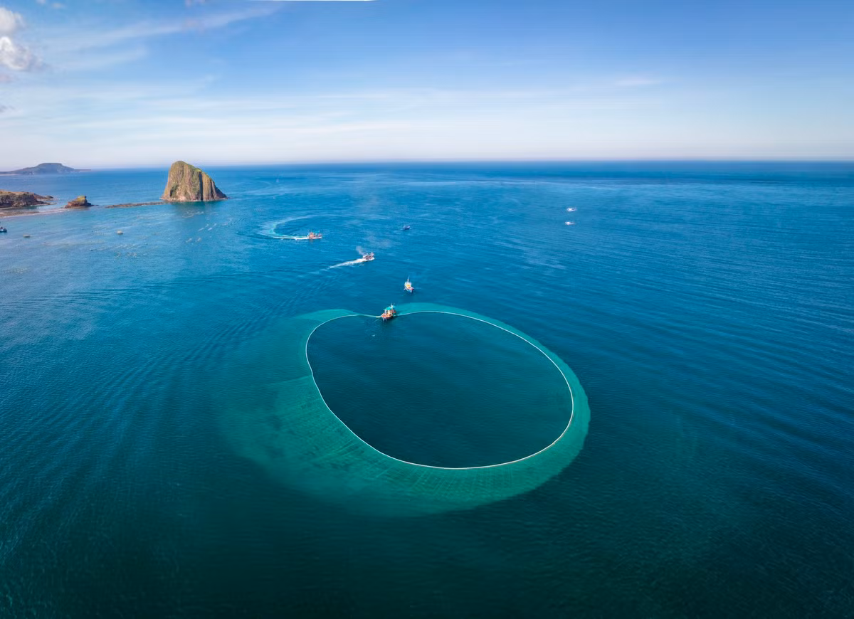 Hình ảnh từng mẻ lưới lớn được kéo căng giữa làn nước trong xanh, phản chiếu dưới nắng sớm, tạo nên một khung cảnh kỳ ảo khiến bất cứ du khách nào cũng phải nao lòng. Ảnh with.b3n