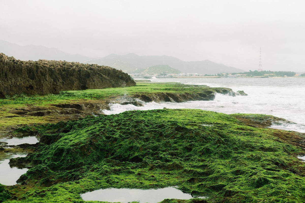 Không chỉ có rêu và đá, Hòn Đỏ còn là “ngôi nhà” của nhiều loài sinh vật biển nhỏ. Cá, cua, ốc, tôm ẩn mình giữa các hốc đá, tạo nên một hệ sinh thái ven bờ phong phú. Với những du khách yêu thích khám phá, việc quan sát sự sống len lỏi giữa các rạn san hô mang đến trải nghiệm thú vị và gần gũi với thiên nhiên. Ảnh Hải Trình